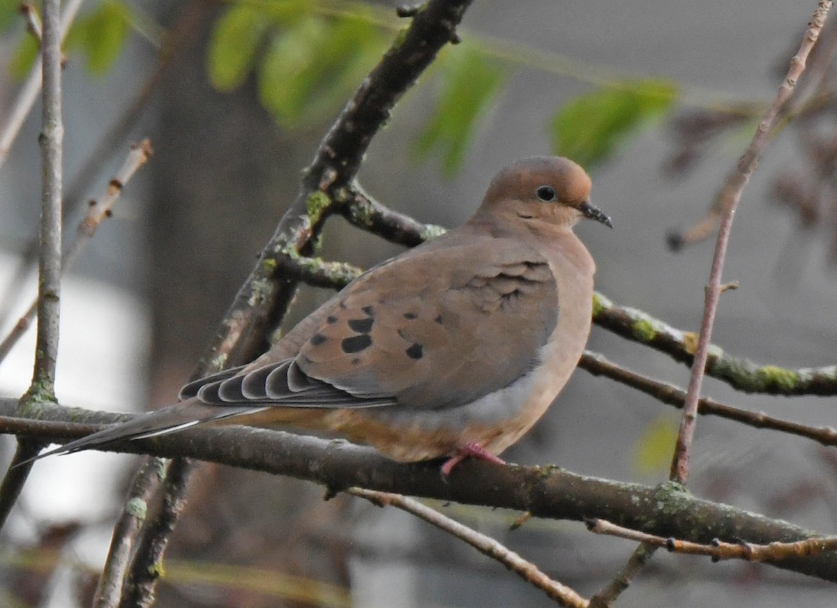 Mourning Dove - ML387775501