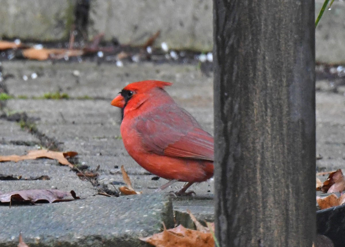 Northern Cardinal - ML387775591