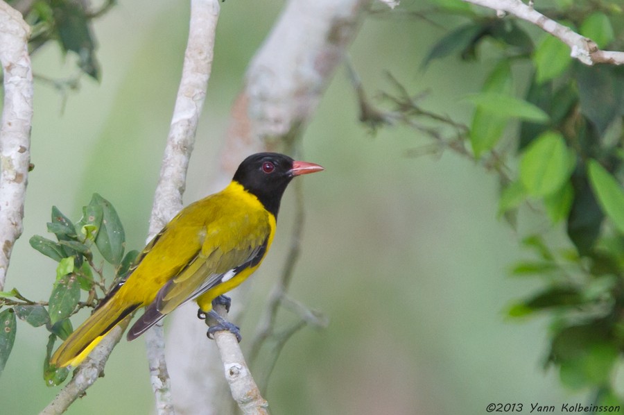 Western Black-headed Oriole - Yann Kolbeinsson