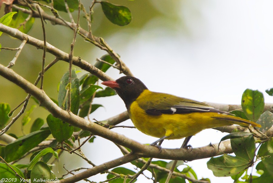 Oropéndola Cabecinegra - ML38777781