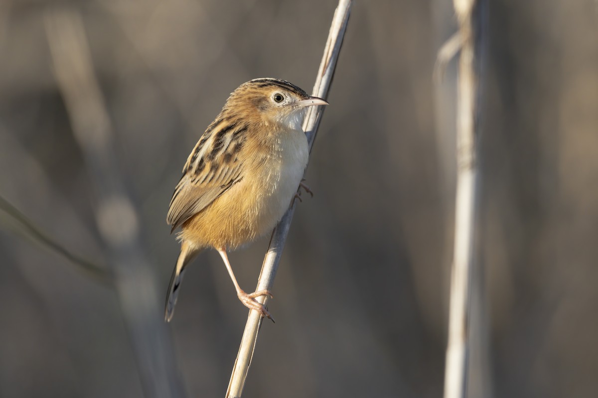 Zitting Cisticola - Marco Valentini