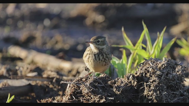 Pipit d'Amérique - ML387779631