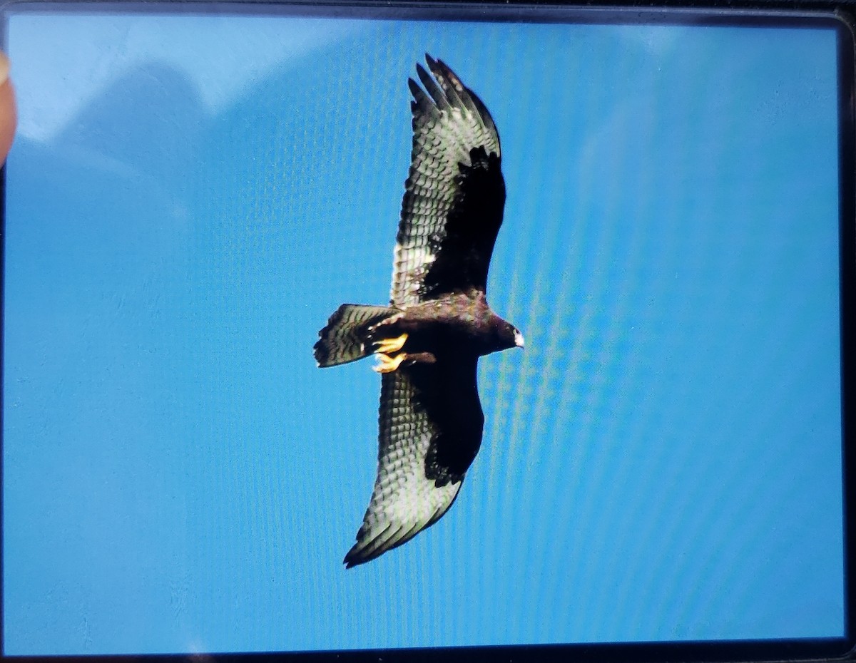 Zone-tailed Hawk - ML387781231