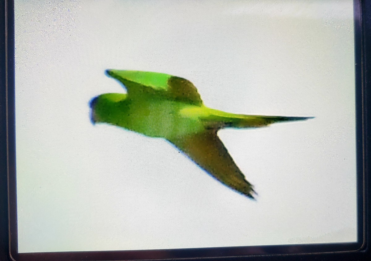 Green Parakeet - ML387782521