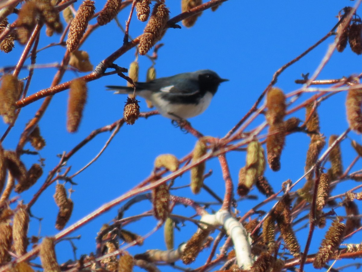 Black-throated Blue Warbler - ML387784271
