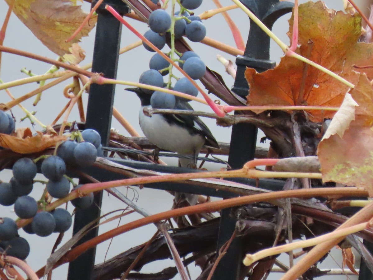 Black-throated Blue Warbler - ML387784281