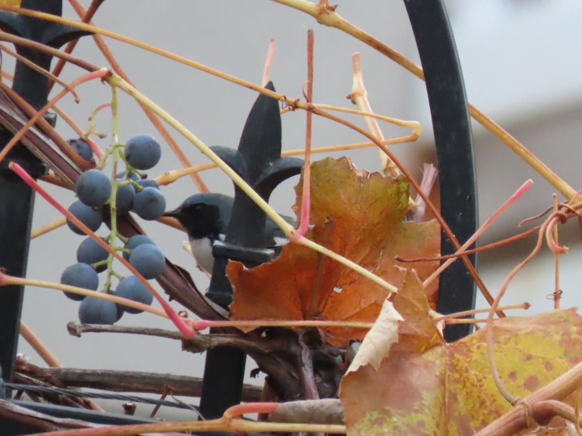 Black-throated Blue Warbler - ML387784291