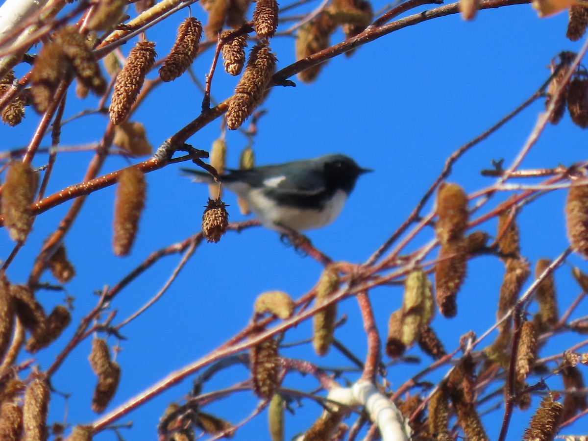 Black-throated Blue Warbler - ML387784301