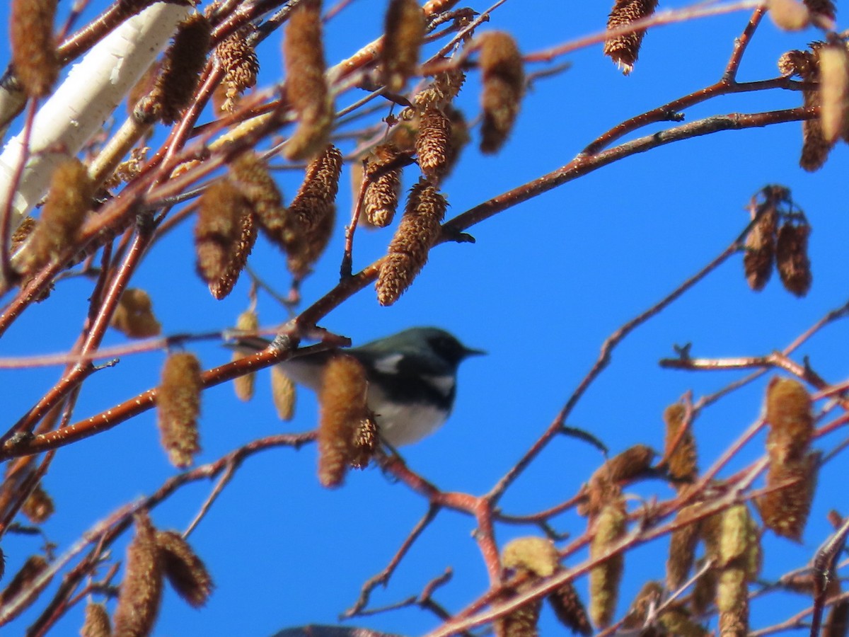 Black-throated Blue Warbler - ML387784311