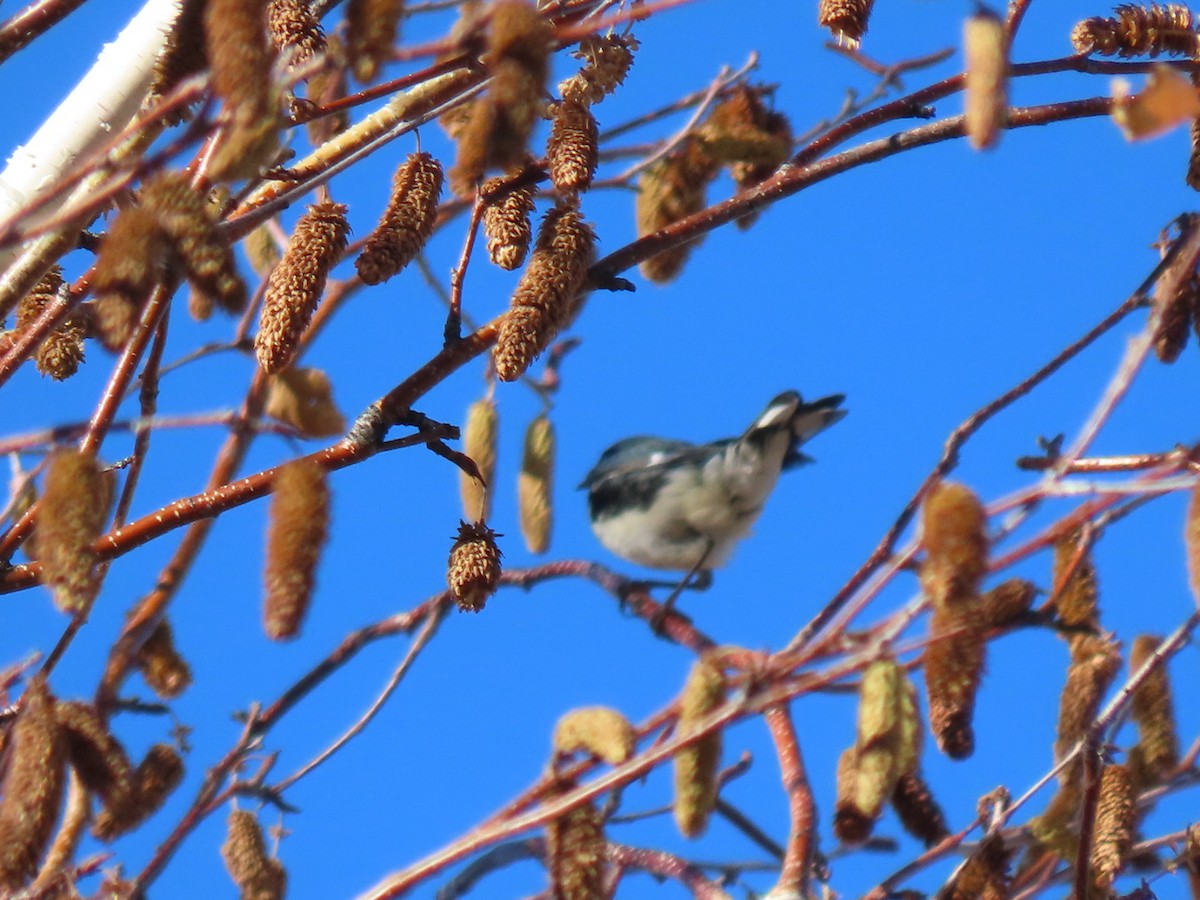 Black-throated Blue Warbler - ML387784361