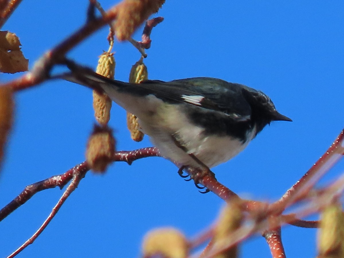 Black-throated Blue Warbler - ML387784381