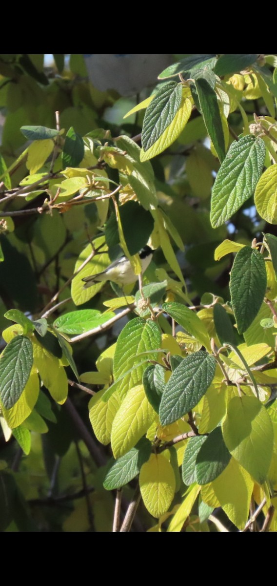 Black-throated Blue Warbler - ML387784551