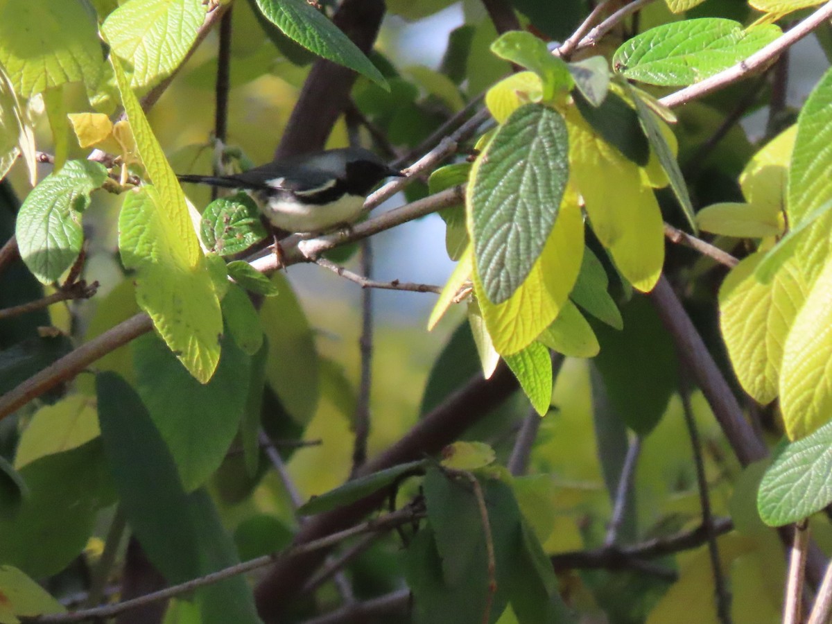 Black-throated Blue Warbler - ML387784741