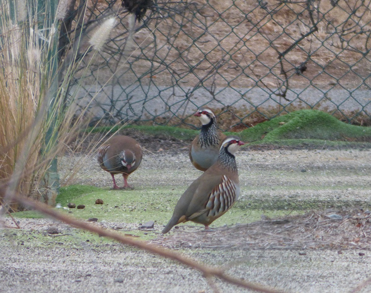 Red-legged Partridge - ML387784771