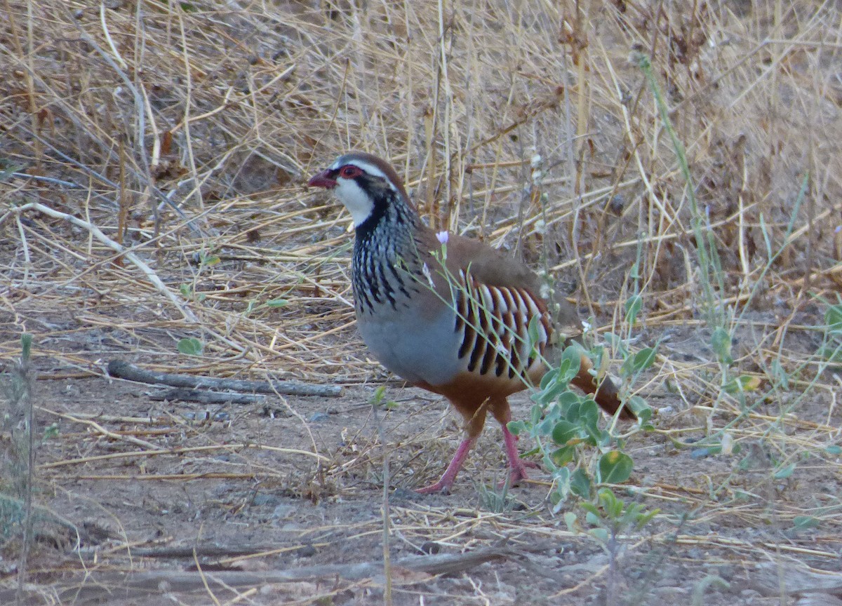 Red-legged Partridge - ML387784801