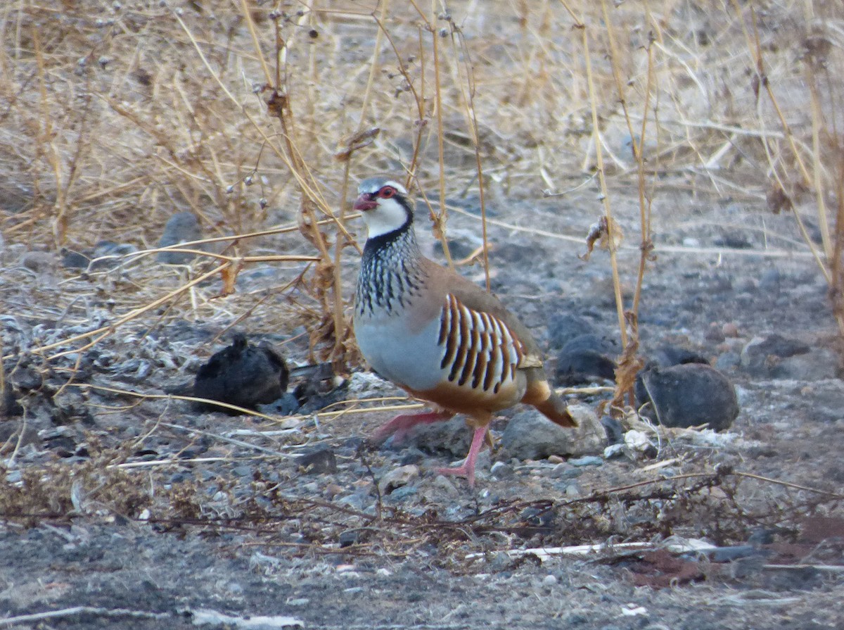 Red-legged Partridge - ML387784821