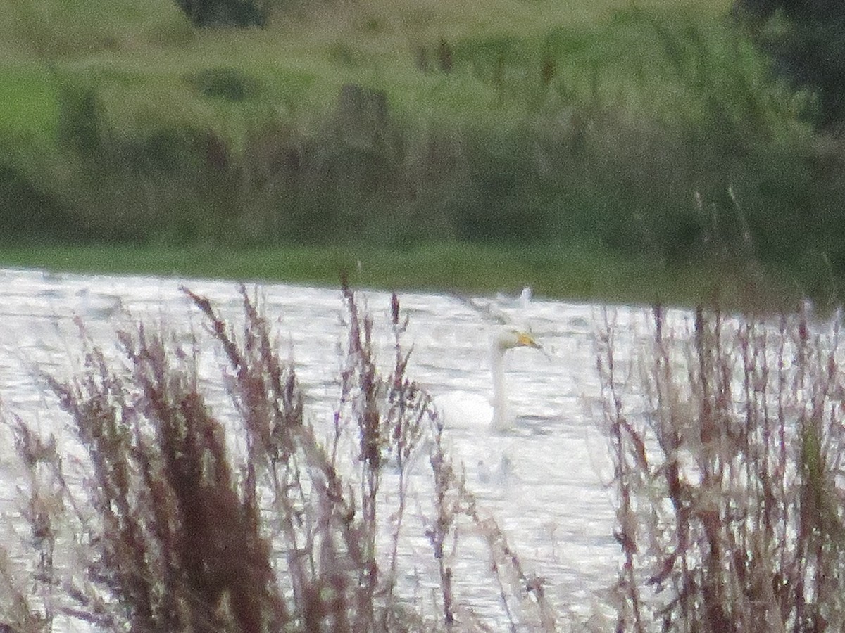 Whooper Swan - ML387784831