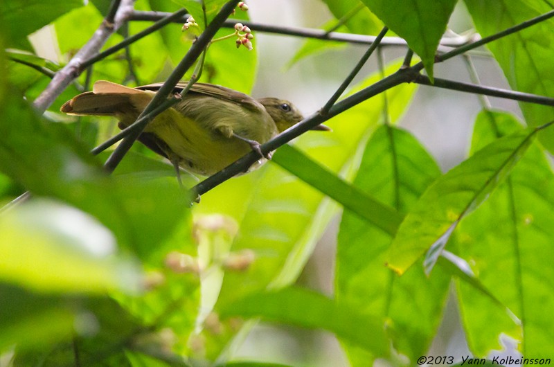 Bulbul Icterino - ML38778491