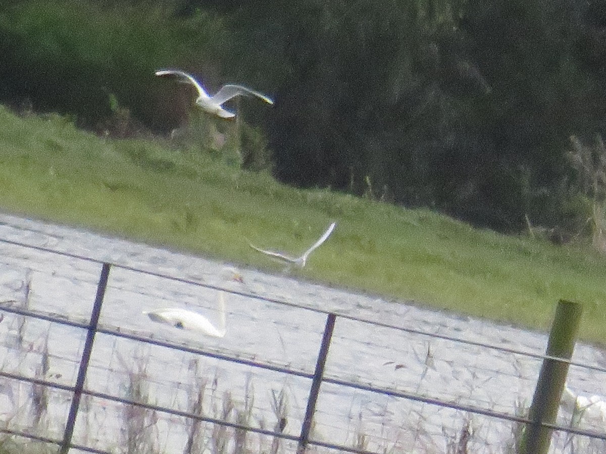 Whooper Swan - ML387785001