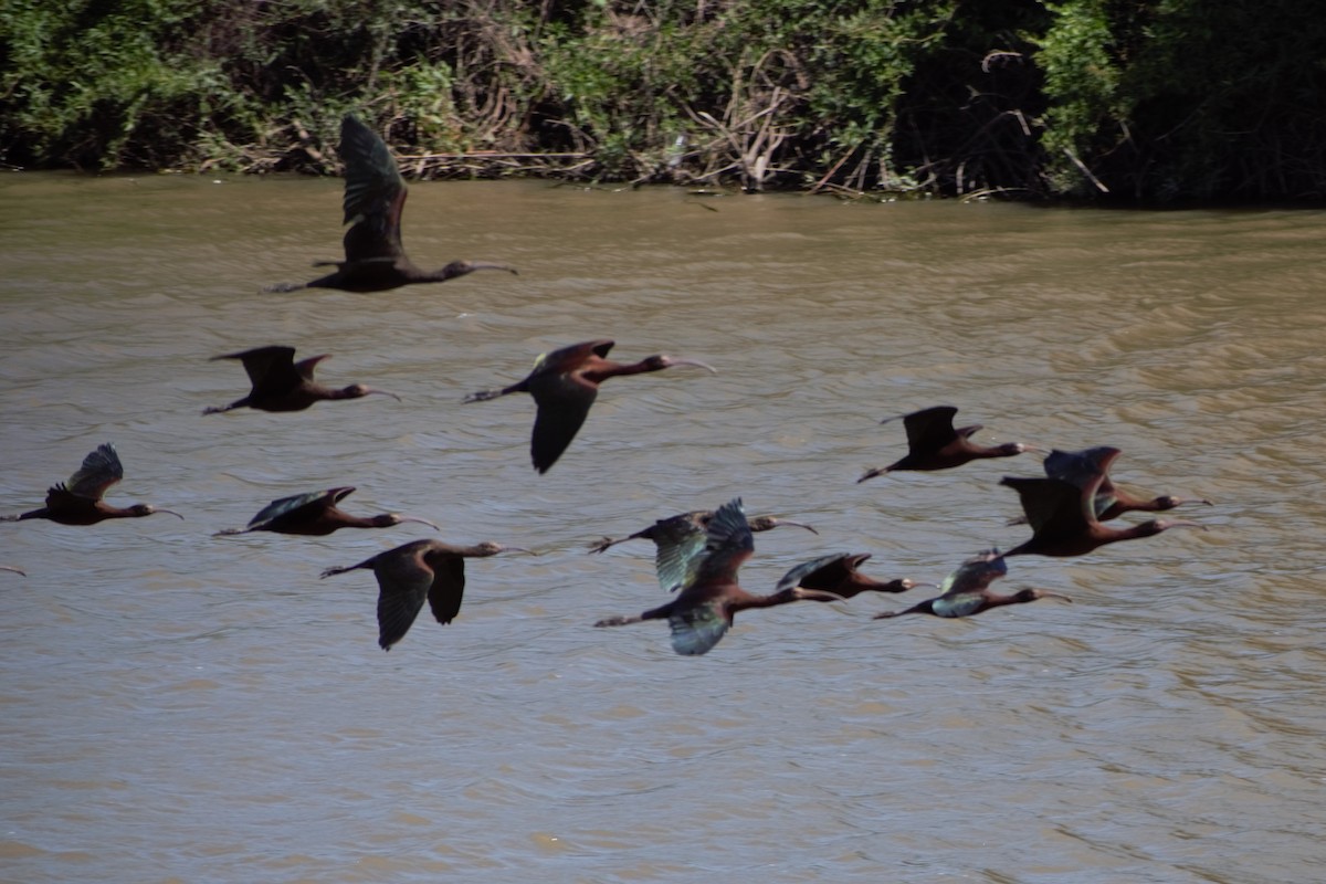 White-faced Ibis - German Biermann