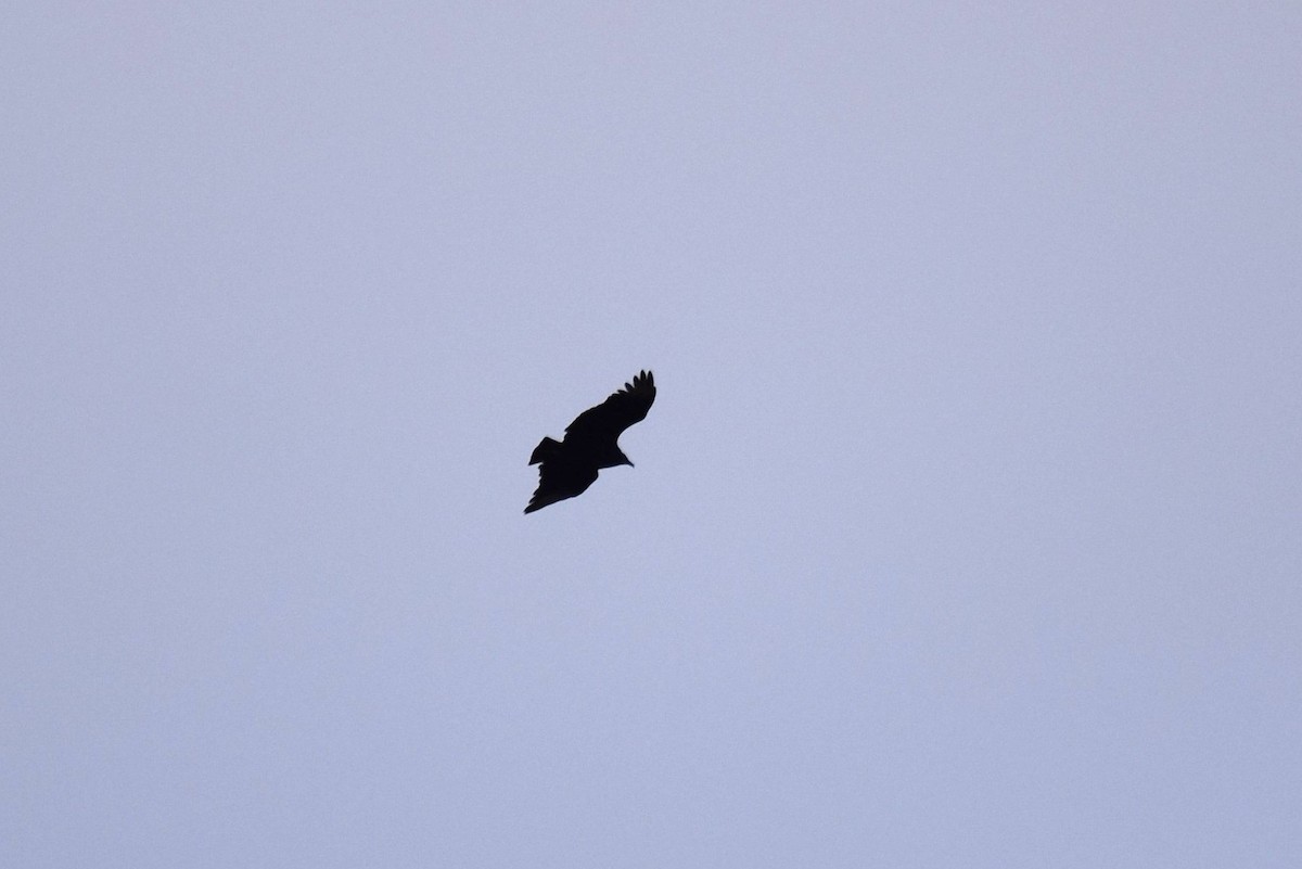 Black Vulture - ML387786351