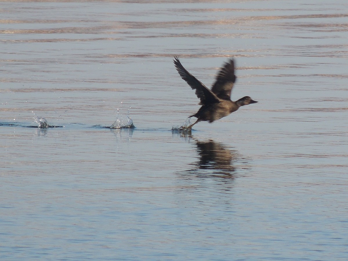 Common Scoter - Itziar Gutiérrez Uranga 🪶