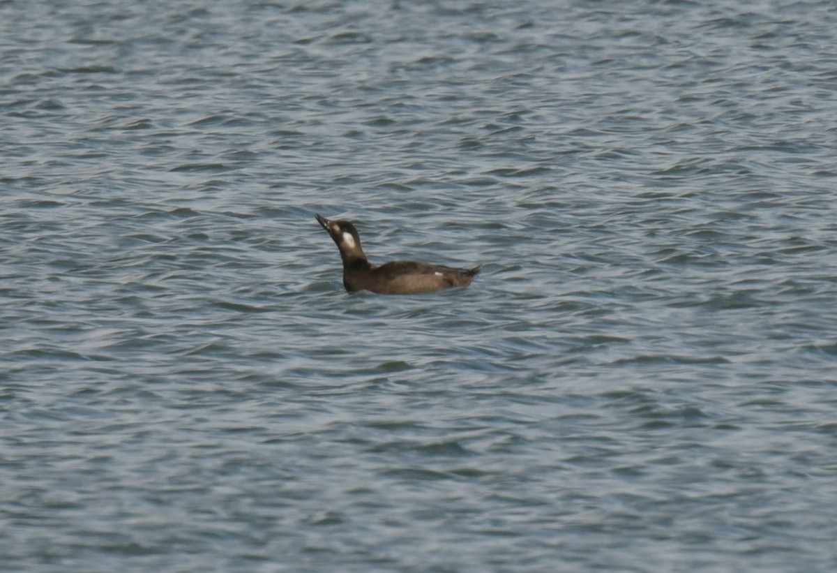 White-winged Scoter - Ernest Crvich