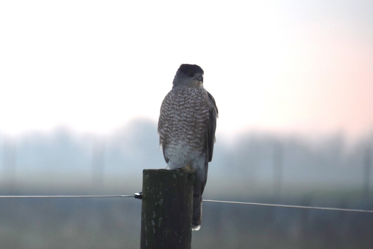 Cooper's Hawk - irina shulgina