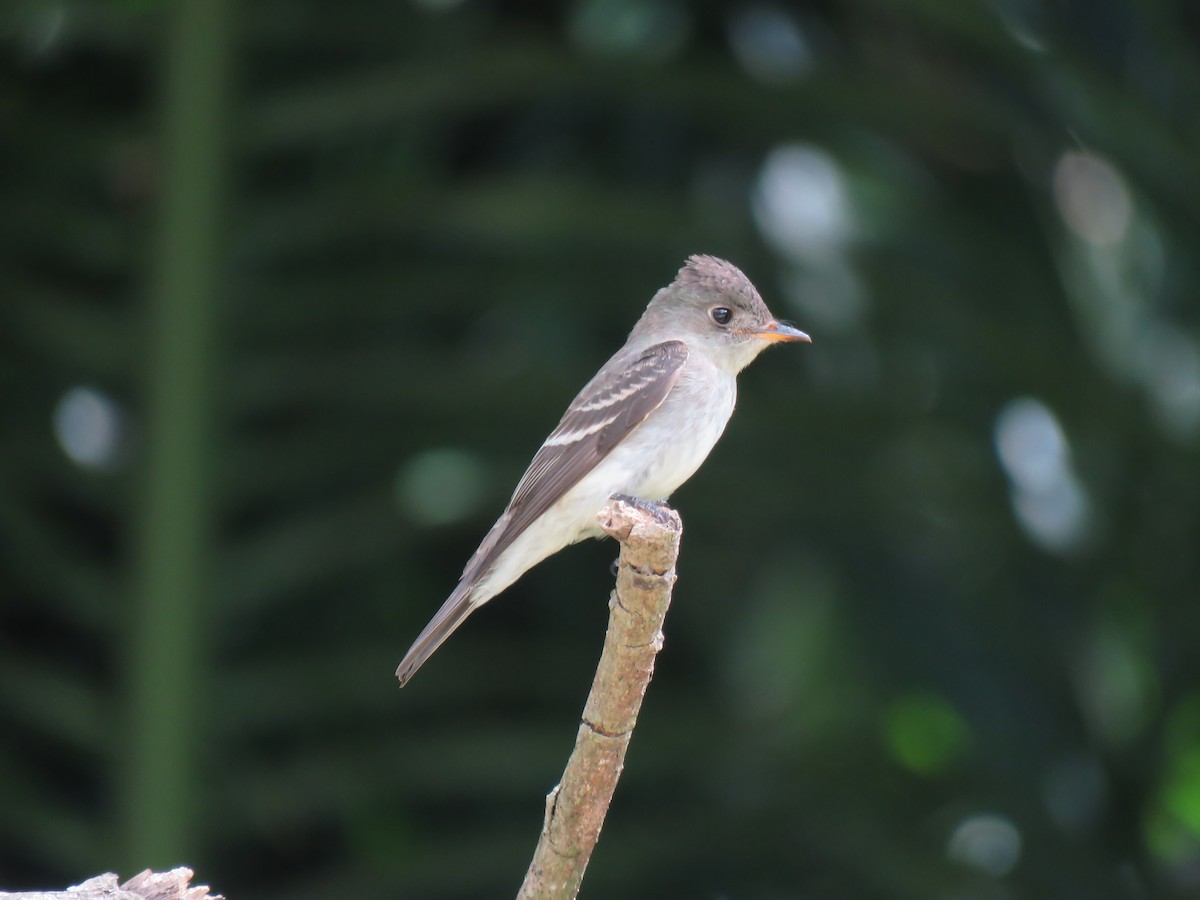 Eastern Wood-Pewee - ML387788251