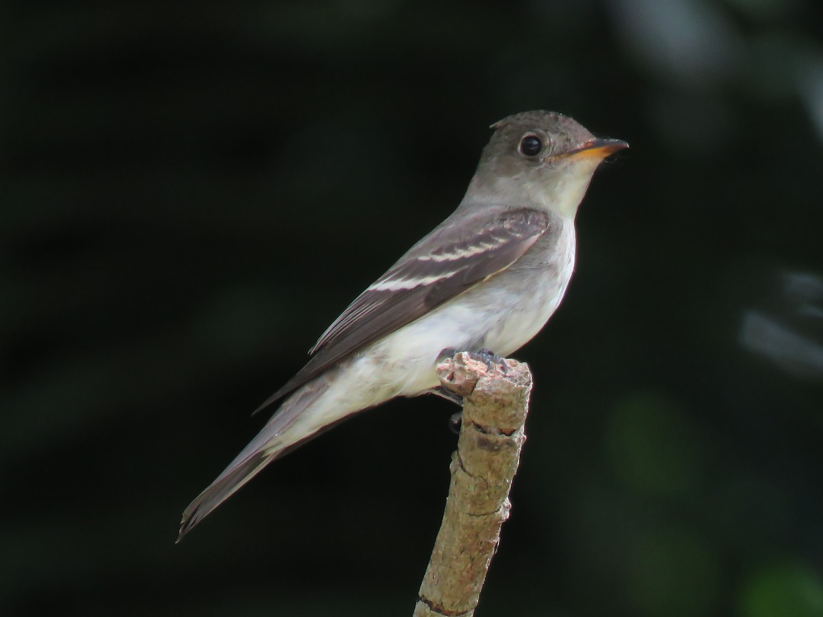 Eastern Wood-Pewee - ML387788261