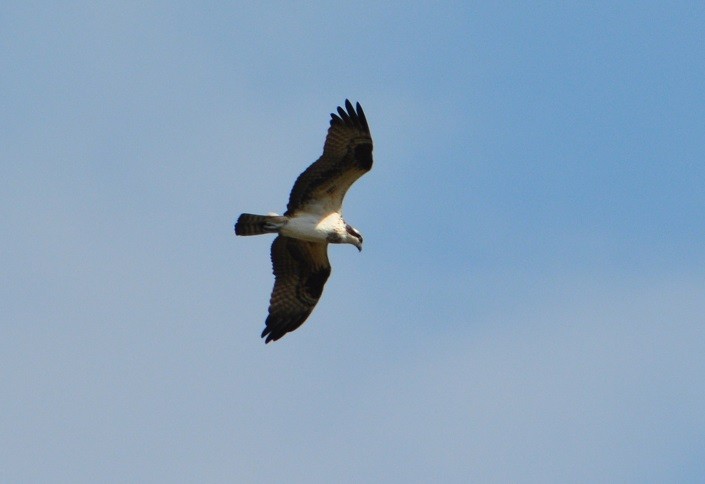 Águila Pescadora - ML387788881