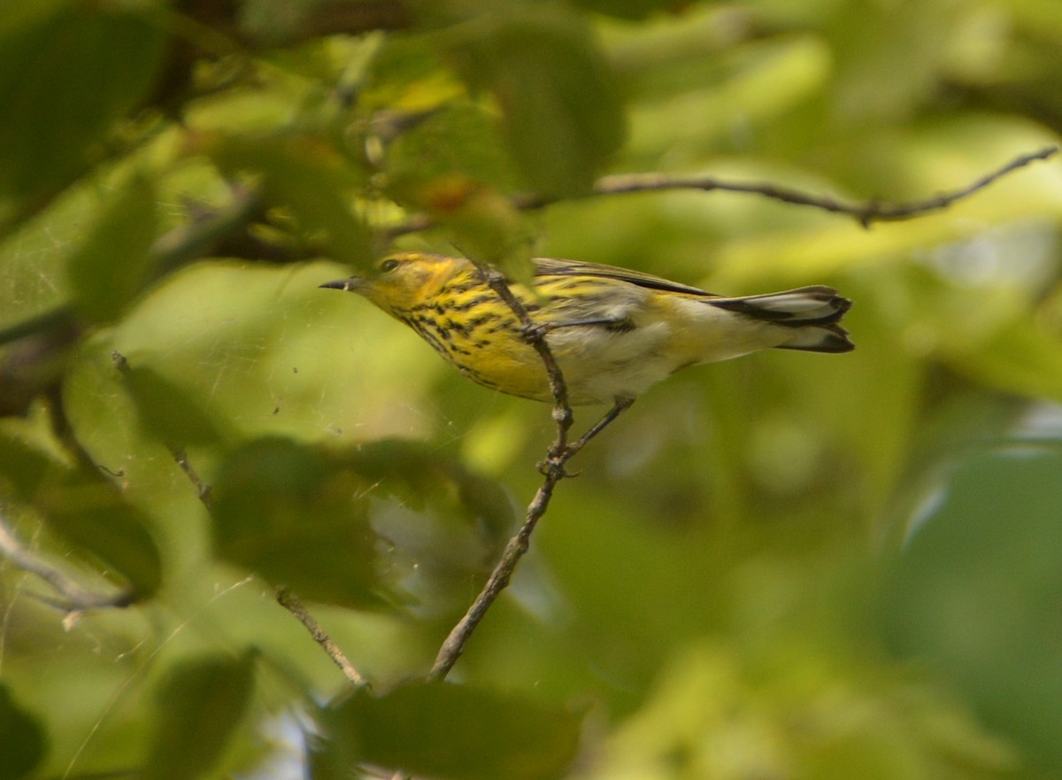 Cape May Warbler - ML387789031