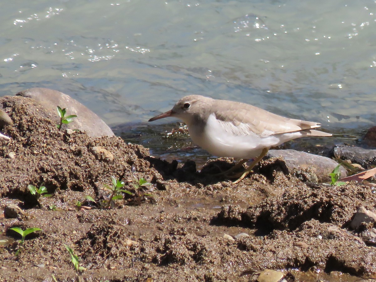 Spotted Sandpiper - ML387789131