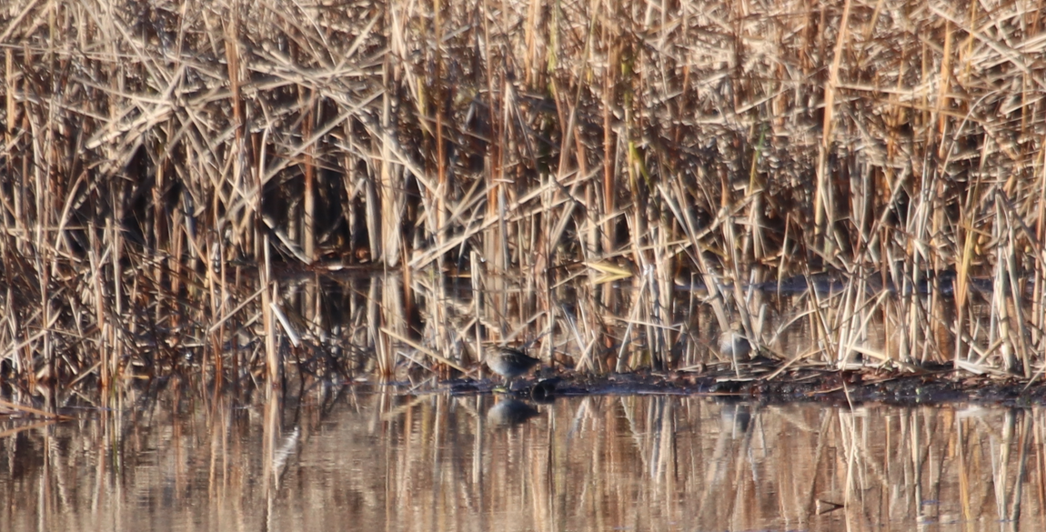 Wilson's Snipe - Melissa Alexander