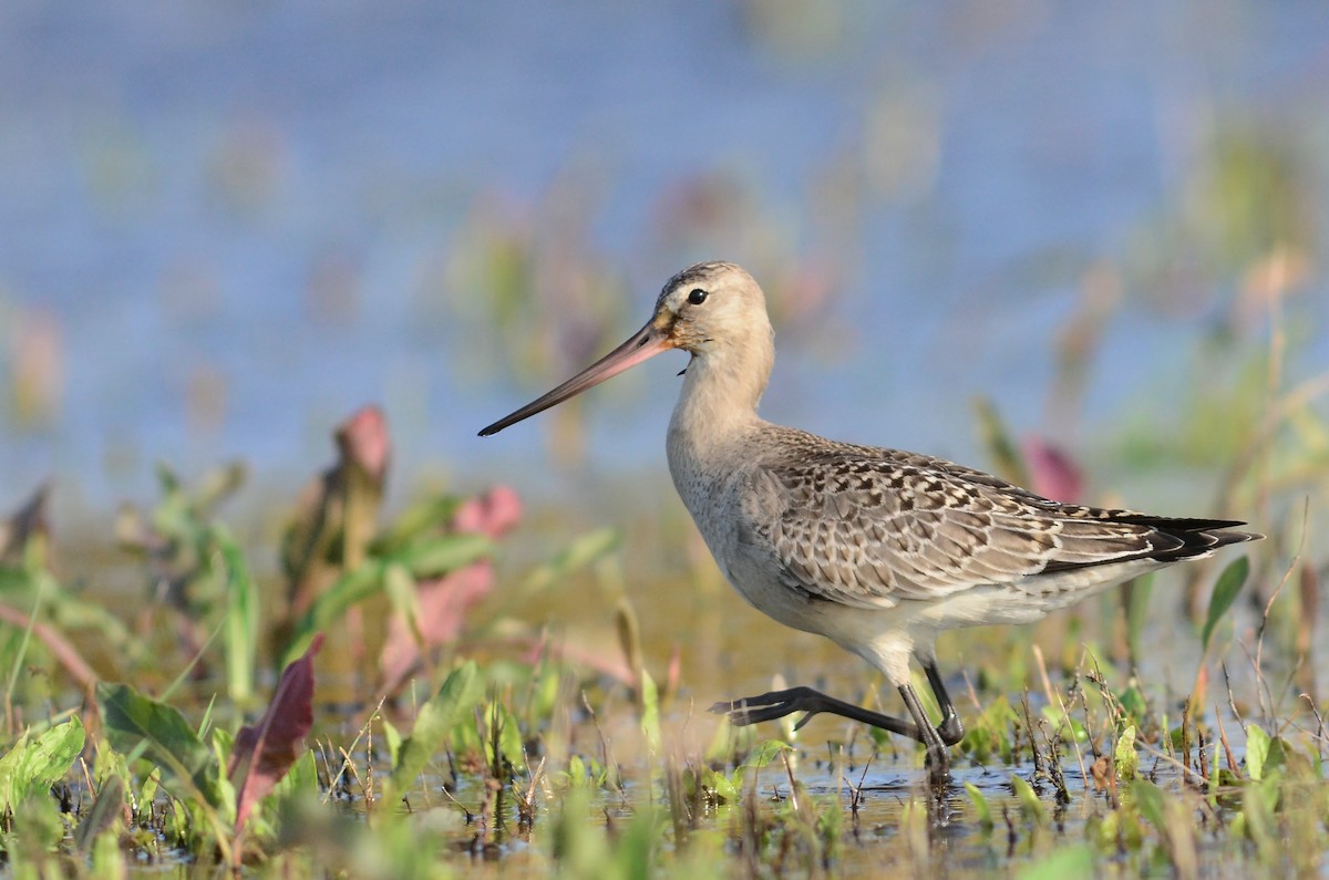 Hudsonian Godwit - ML38779021