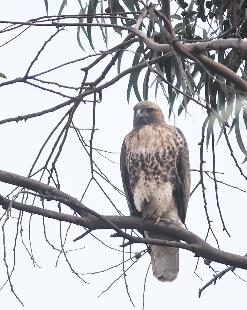 Red-tailed Hawk - manuel grosselet