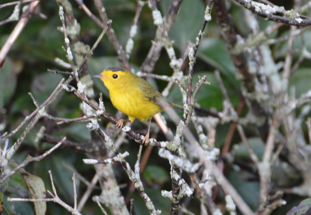 Wilson's Warbler - "Chia" Cory Chiappone ⚡️