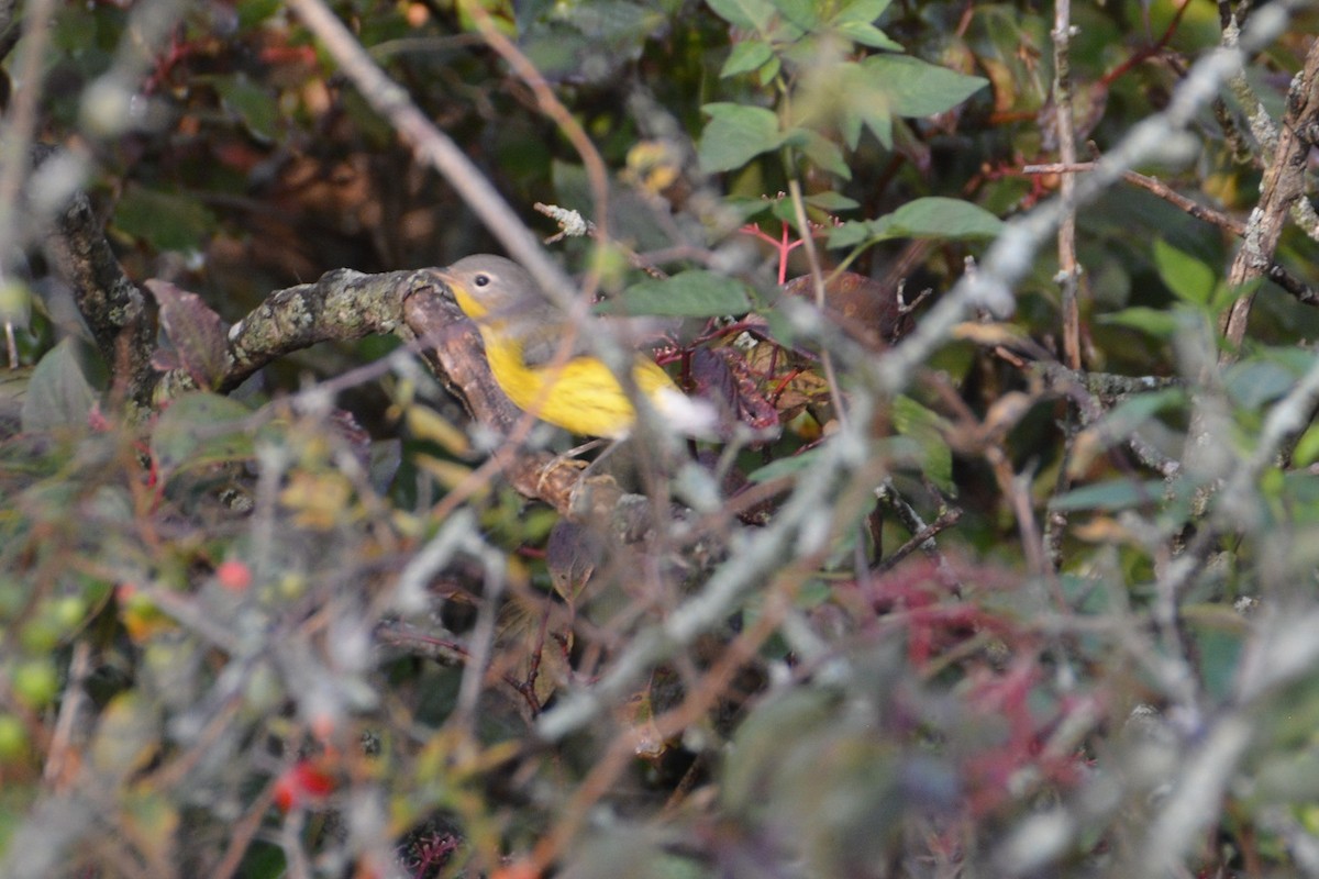 Magnolia Warbler - ML387793701