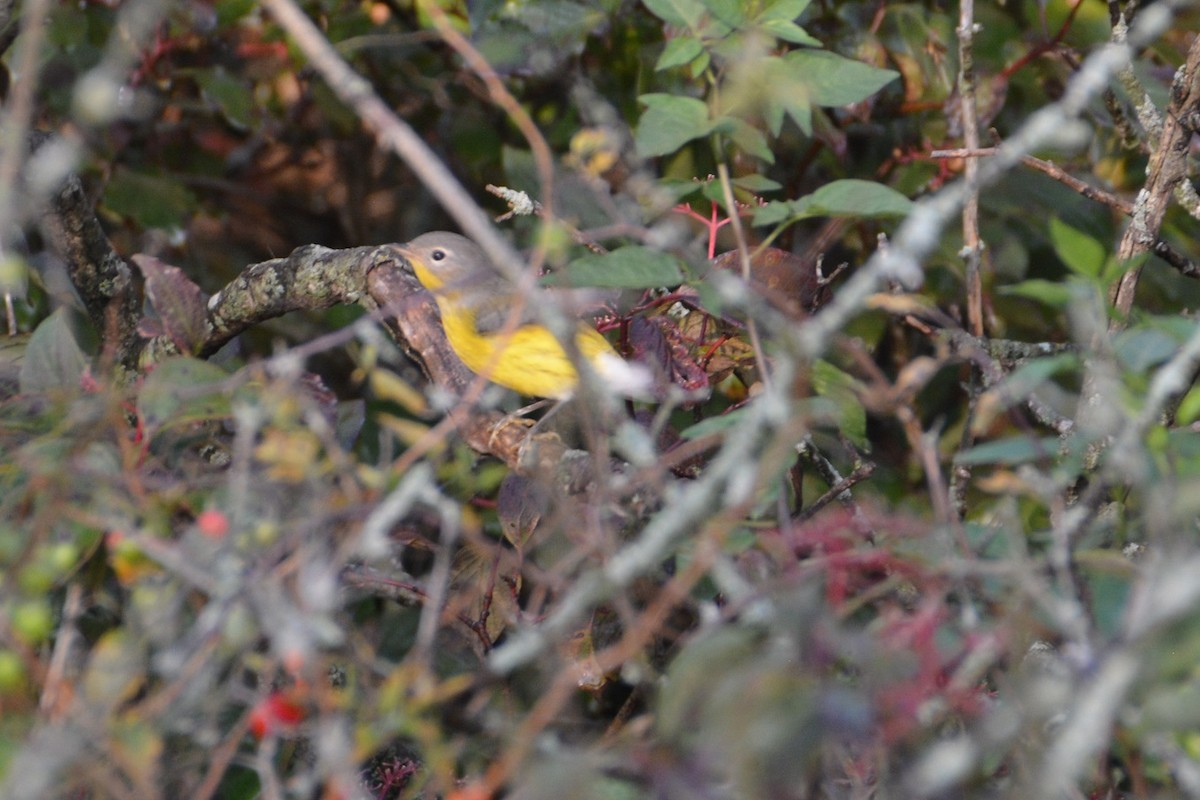 Magnolia Warbler - "Chia" Cory Chiappone ⚡️