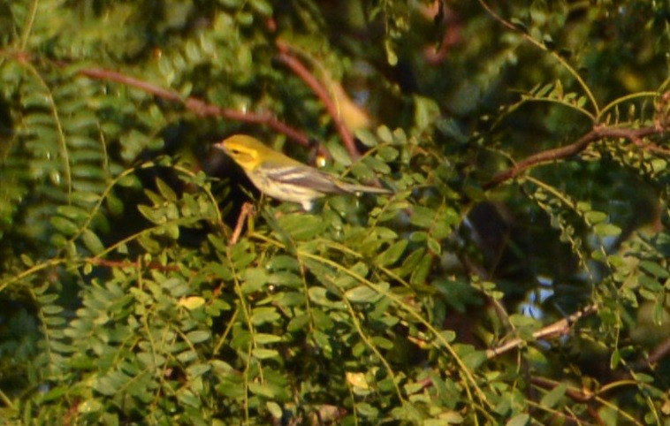 Black-throated Green Warbler - ML387793791