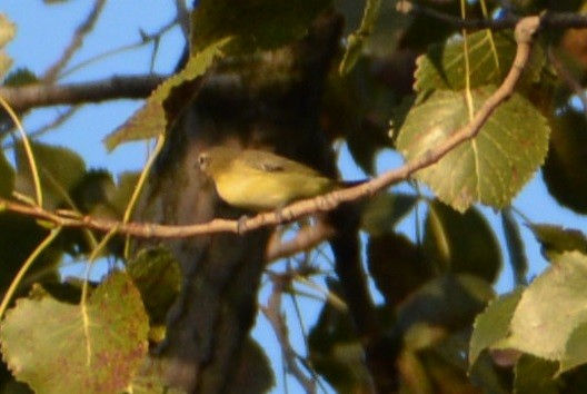 Philadelphia Vireo - "Chia" Cory Chiappone ⚡️