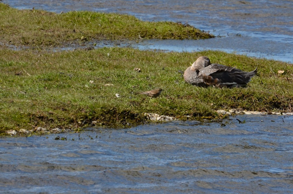 Buff-winged Cinclodes - ML387794431