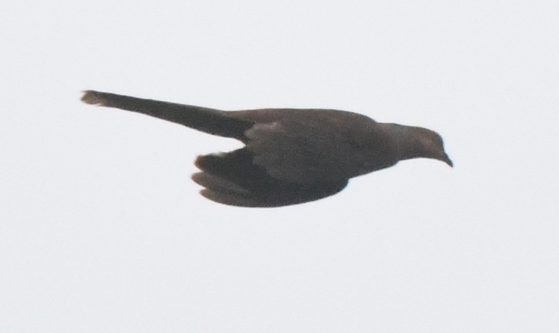 Mackinlay's Cuckoo-Dove - Cathryn Dippo