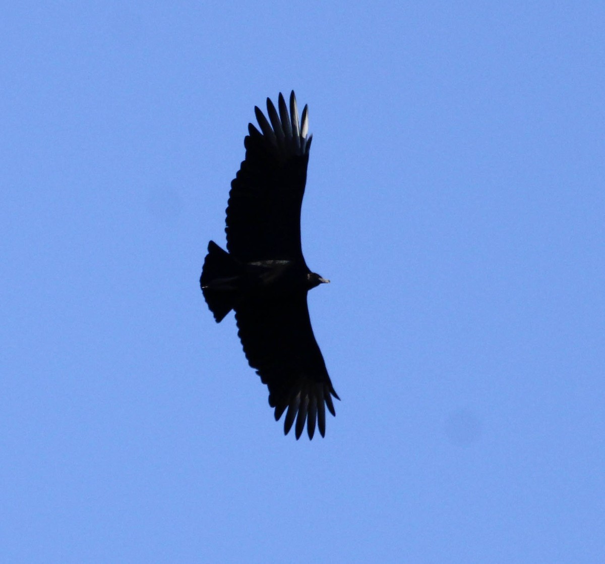 Black Vulture - ML387795231