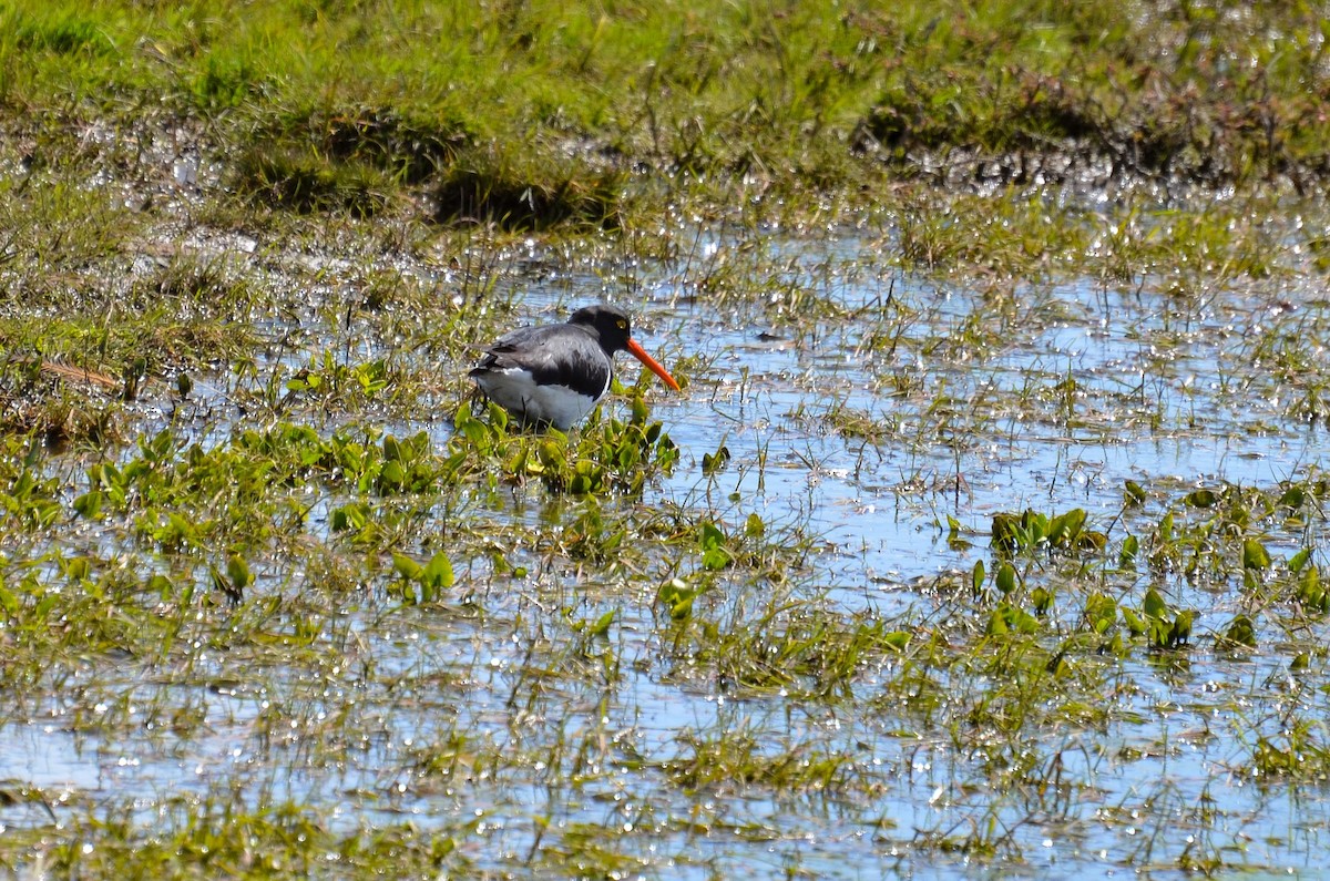 Magellanic Oystercatcher - ML387795711