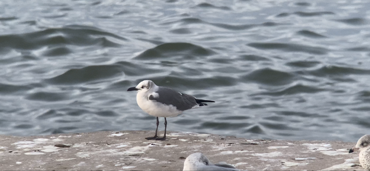 Laughing Gull - Joel Strong