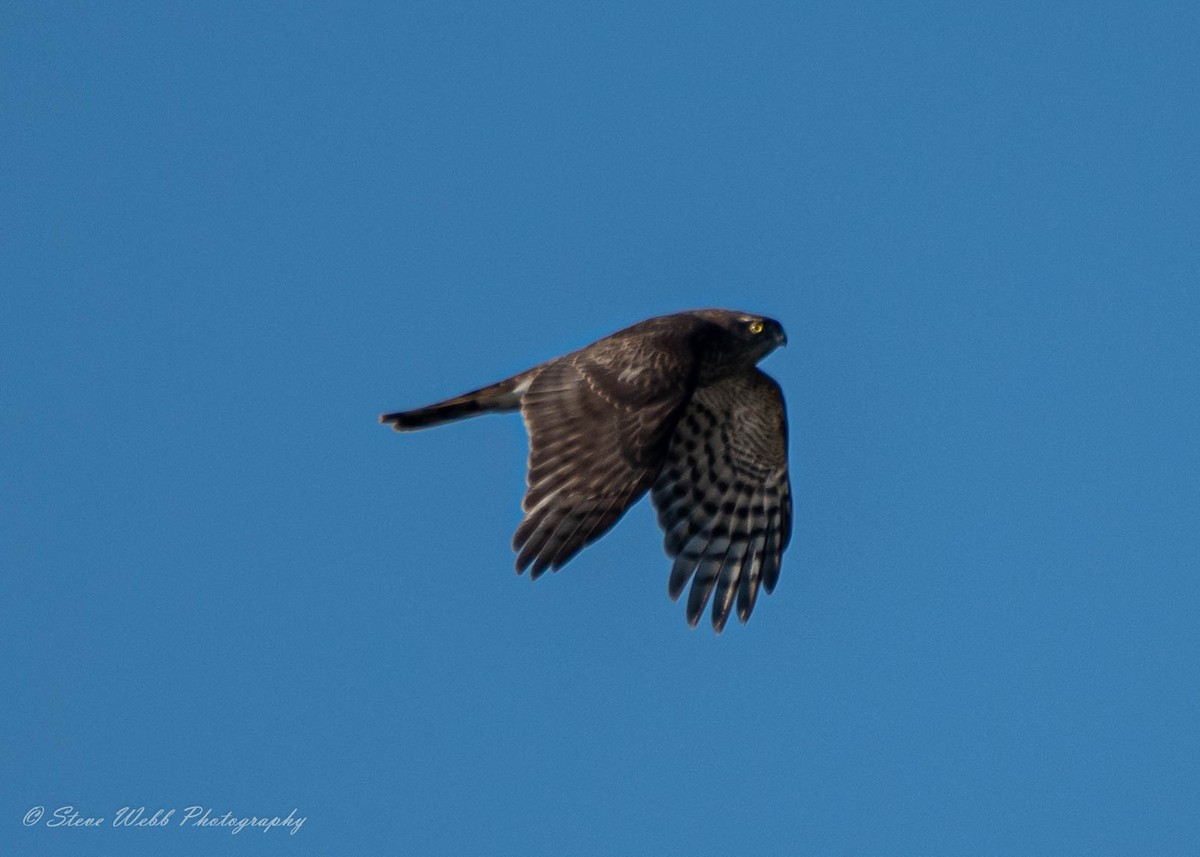 Eurasian Sparrowhawk - Stephen Webb