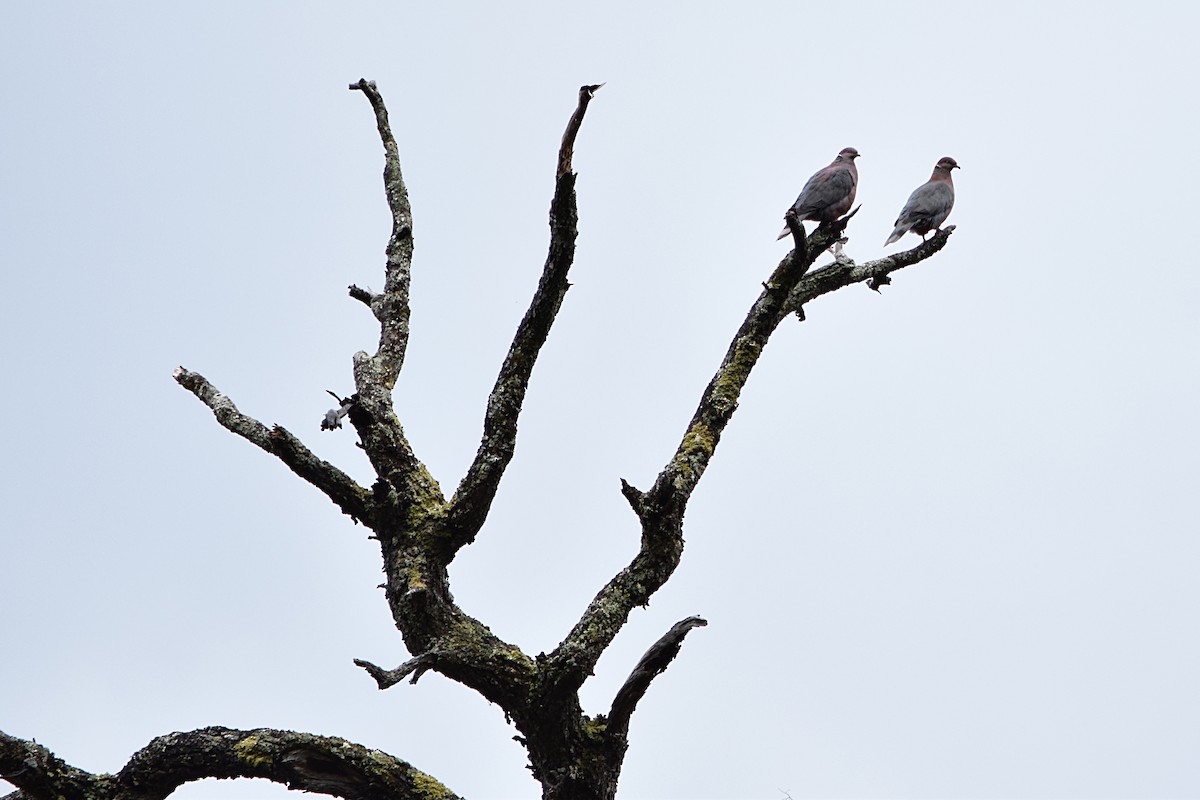 Chilean Pigeon - Tamara Catalán Bermudez