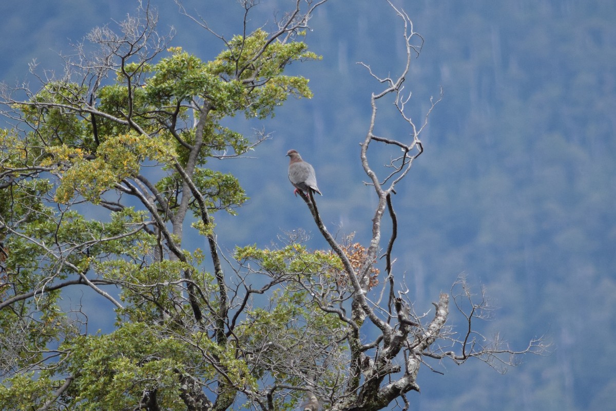 Chilean Pigeon - Tamara Catalán Bermudez