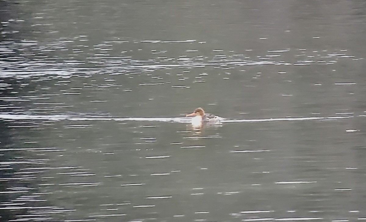 Сэвгэр бохио - ML387797501